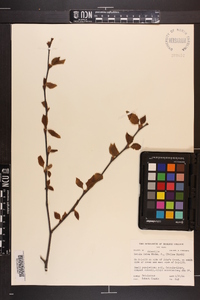 Betula alleghaniensis var. alleghaniensis image