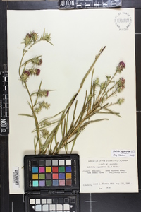 Liatris squarrosa image