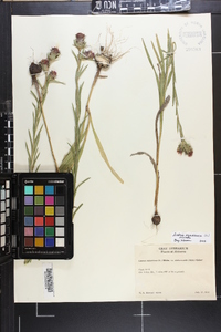 Liatris squarrosa image