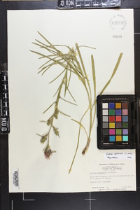 Liatris squarrosa image