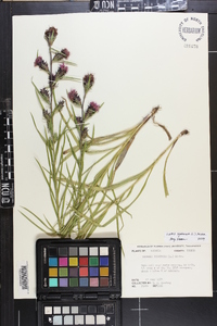 Liatris squarrosa image