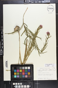 Liatris squarrosa image