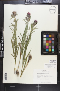 Liatris squarrosa image