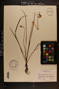 Allium cernuum image