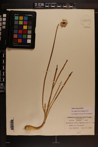 Allium cernuum image