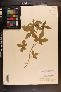 Cnidoscolus urens image