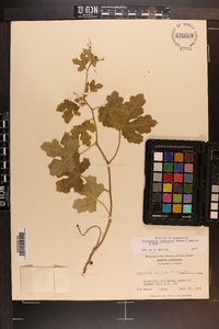 Cnidoscolus urens image