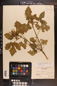 Cnidoscolus urens image