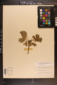 Cnidoscolus urens image