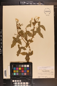 Cnidoscolus urens image