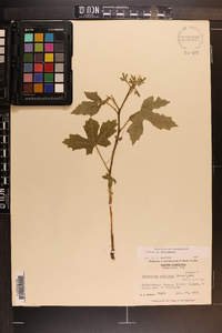 Cnidoscolus urens image