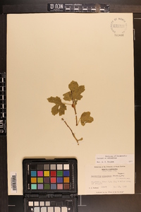 Cnidoscolus urens image