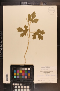 Cnidoscolus urens image