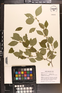 Ilex ambigua image