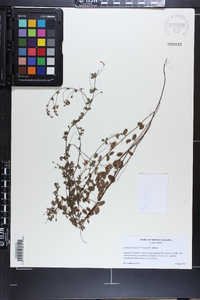 Lespedeza repens image