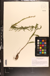 Liatris secunda image