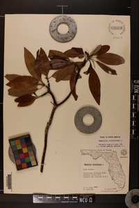 Magnolia virginiana image