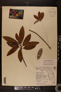 Magnolia virginiana image