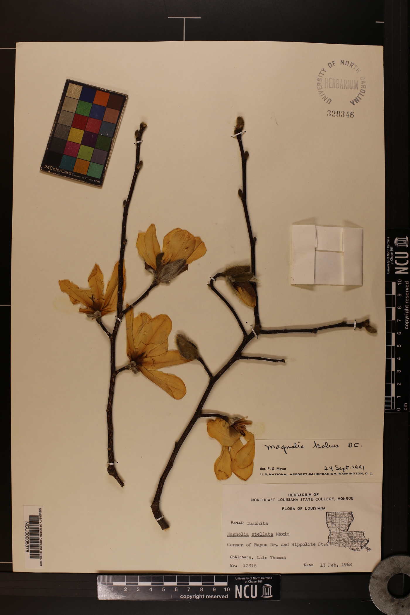 Magnolia kobus image