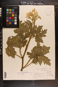 Cnidoscolus urens image
