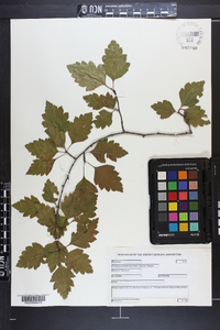 Crataegus pulcherrima image