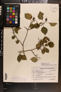 Crataegus roanensis image