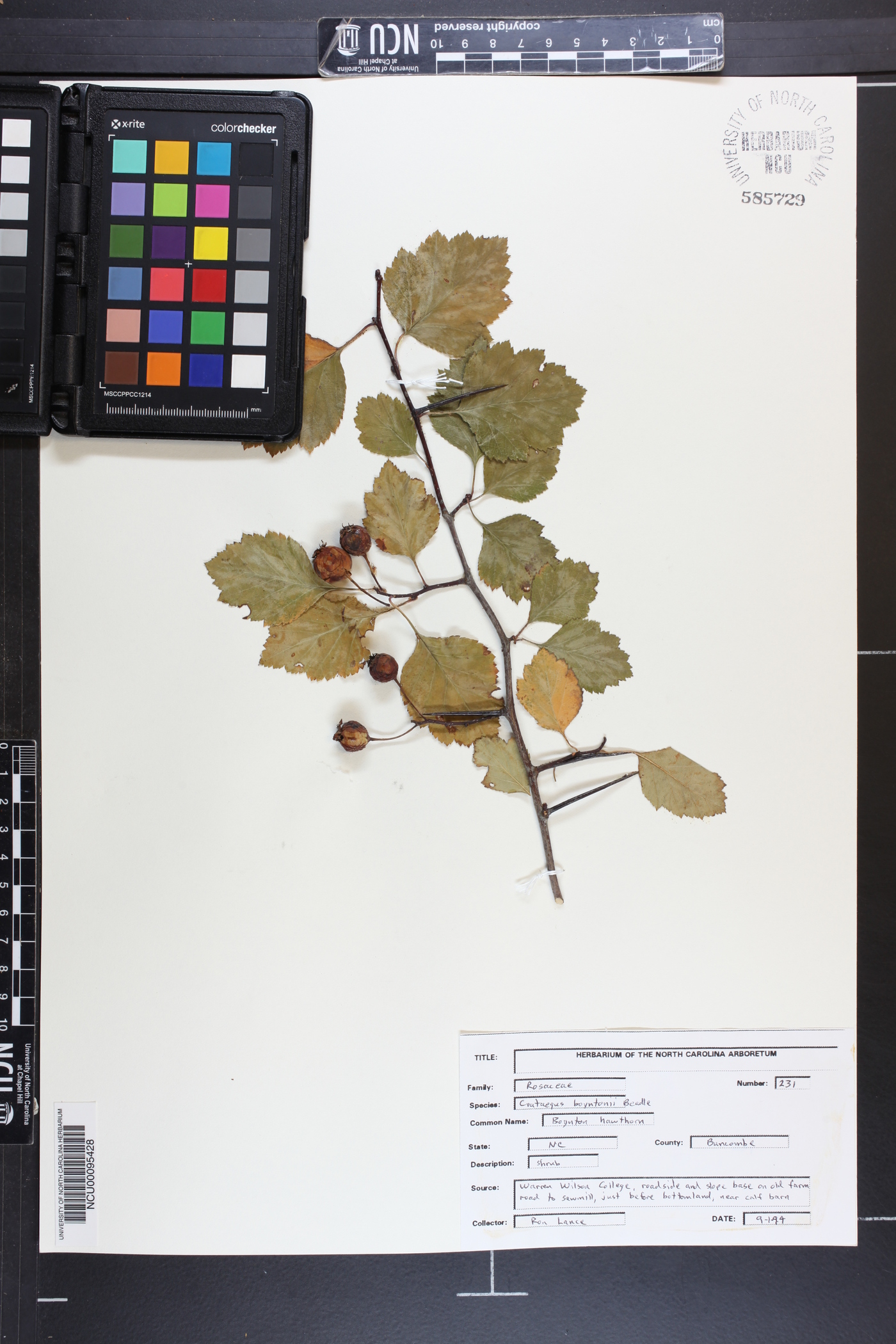 Crataegus boyntonii image