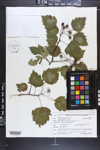 Crataegus pruinosa image