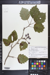 Crataegus coccinea image