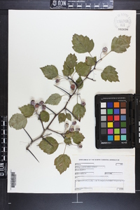 Crataegus pruinosa image