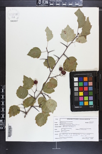 Crataegus pruinosa image