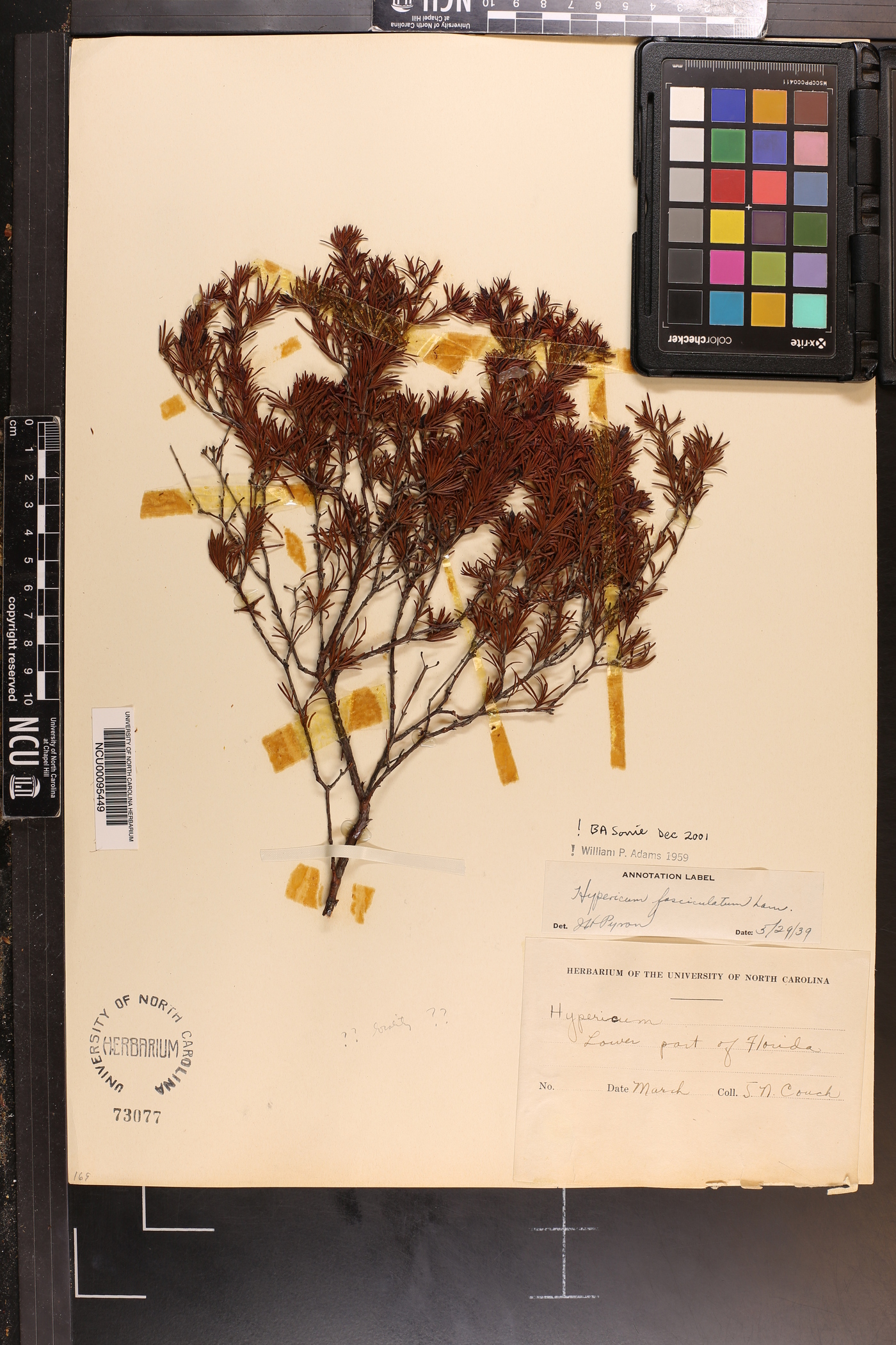 Hypericum fasciculatum image