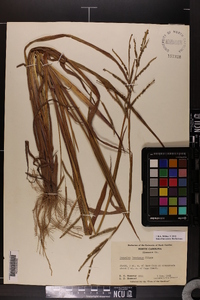 Paspalum boscianum image