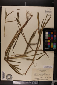 Paspalum boscianum image