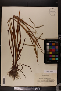 Paspalum boscianum image