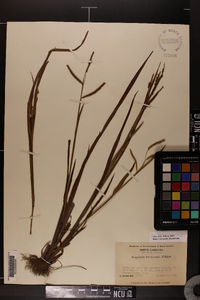 Paspalum boscianum image