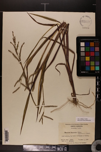 Paspalum boscianum image