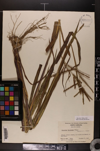 Paspalum boscianum image