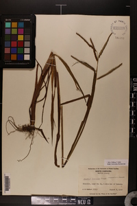 Paspalum boscianum image