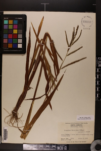 Paspalum boscianum image