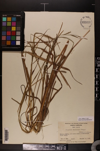 Paspalum boscianum image