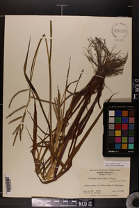 Paspalum boscianum image