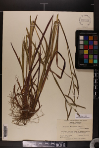 Paspalum boscianum image