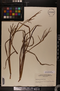 Paspalum boscianum image