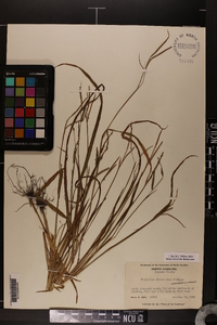 Paspalum boscianum image