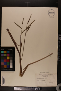 Paspalum boscianum image