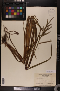 Paspalum boscianum image