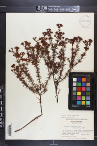 Hypericum fasciculatum image