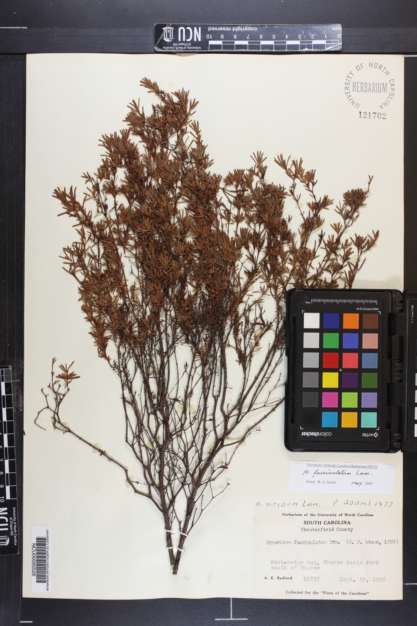 Hypericum fasciculatum image