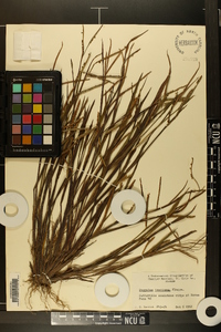 Paspalum boscianum image